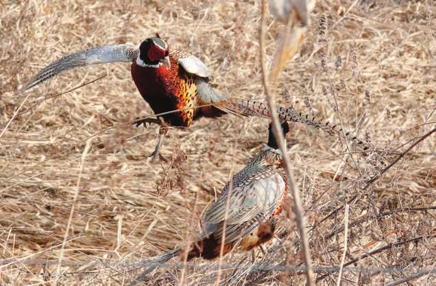 PHEASANT SUMMIT FOUR-YEAR ACTION PLAN Action Items 1.