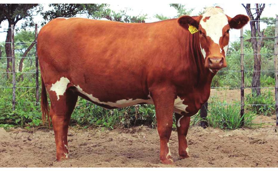 (Texas) South Africa Heat, drought and insect tolerant Bull: 1900-2400 lbs. Cow: 1050-1250 lbs.