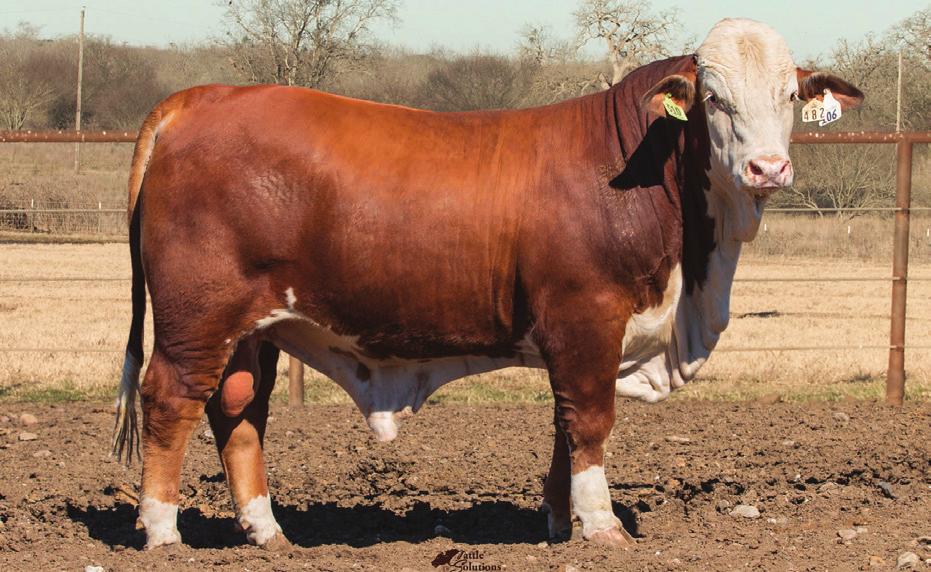 BRAFORD BRAHMANS Good beef yields Superior maternal ability Best in warm climates U.S.A. (Louisiana) Australia