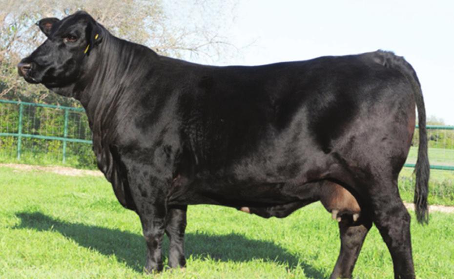 Cow: 1150-1250 lbs.