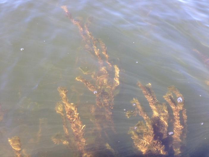 Eurasian water-milfoil with >12 leaflet pairs/limp