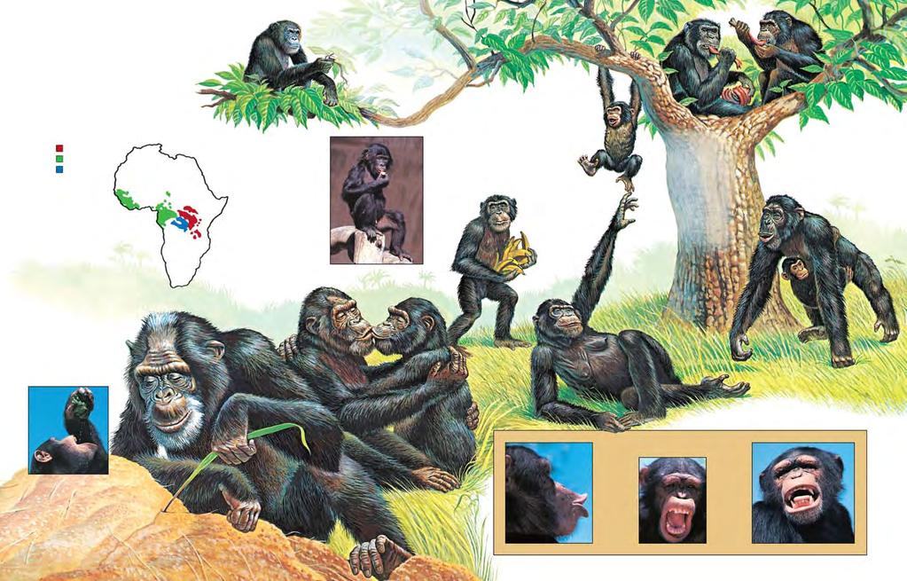 Chimpanzees are the most social of the great apes. They like company, and temporary groups may include 45 or more chimps.