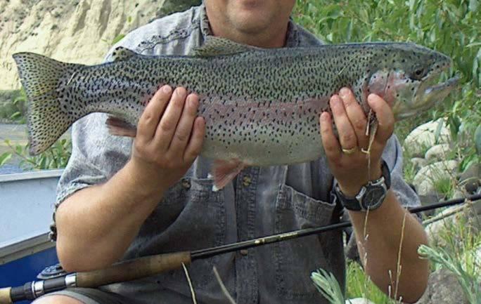 Fishery Background Supports important fish stocks including rainbow trout, whitefish and 7 Species at Risk. Provides one of few river fishing opportunities in Region. Fishery focused on wild stocks.