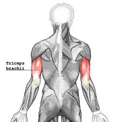 Rotators Help stabilize the shoulder to prevent pain and injury