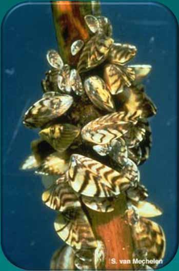 Zebra Mussels Ballast water introduction to the Great Lakes in 1980 s Present in 179 waterbodies (April 2014) Attach to any hard