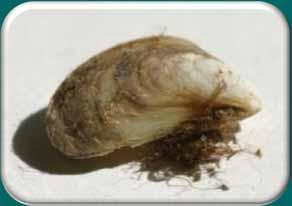 Quagga Mussels Found in all Great Lakes but