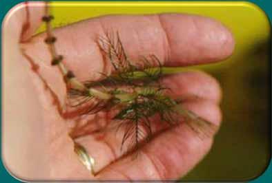 Eurasian Water milfoil First found in WI in