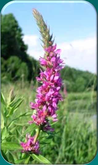 Purple Loosestrife Imported from Europe for gardens (late 1800s), also seeds in ballast water Crowds out native wetland