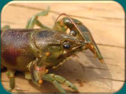Rusty Crayfish Brought to WI as bait 1960 s In 536 waterbodies (April 2014) ID tip: Dark, rusty spot on each side of