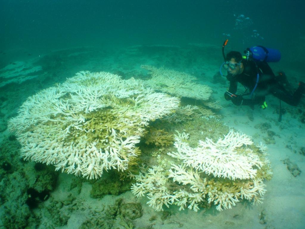 Raas Azour Reef: Approximate Overall percentage damage 97% Water Temperature in centigrade ( C) 33 C Damage percentage exceeds nearly 97% for the Porites Compressa species, which dominates the whole