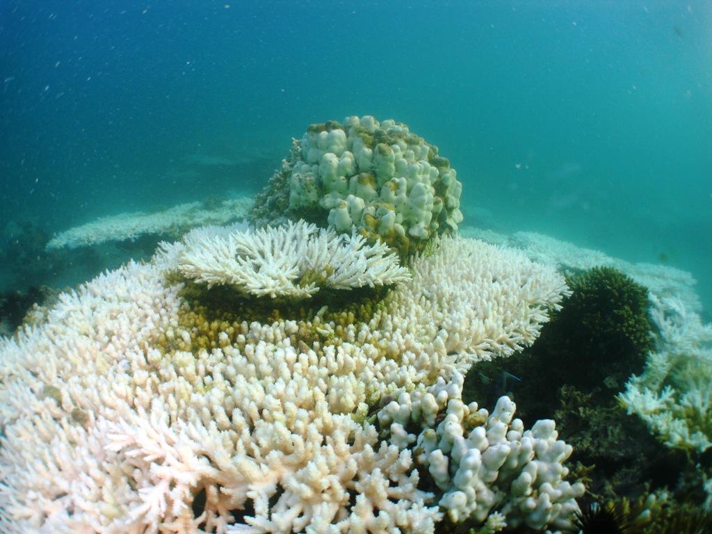 Umm Deera Reef (13 km to the North of Qaruh Island): Approximate Overall percentage damage 95% Acanthastrea