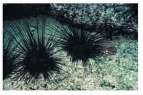 Class Echinoidea Diversity Sea urchins lack