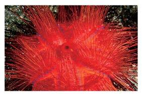 Most sea urchins have a hemispherical shape