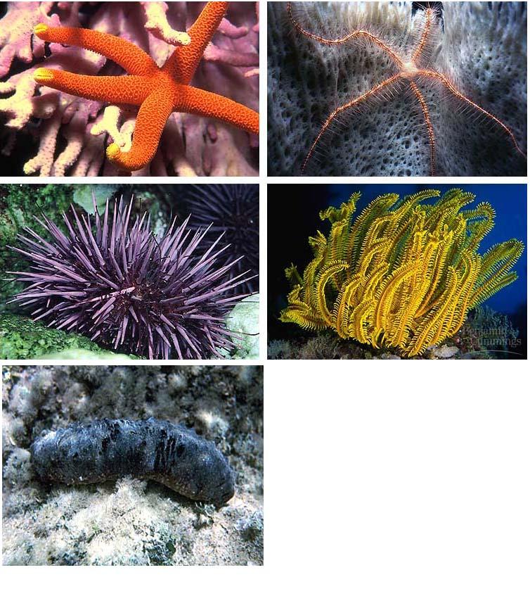 Phylum Echinodermata: Diversity and Characteristics Diversity Asteroids or sea stars Mostly predators Ophiuroids or brittle stars Move by bending their jointed muscular arms May be scavengers,