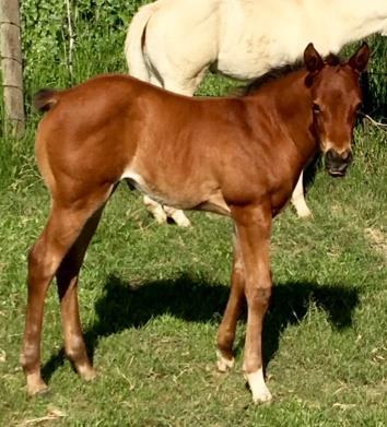 + He s gonna be big and stout with a nice little foundation Quarter Horse head. His dam is an own daughter of ZIP IT UP. AQHA pt.