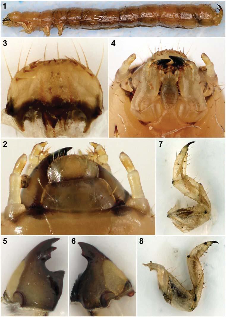 Acta Entomologica Musei Nationalis Pragae, 52 (supplementum 2), 2012 297 Figs. 1 8. Deretus spinicollis Schawaller, 2004; larva.