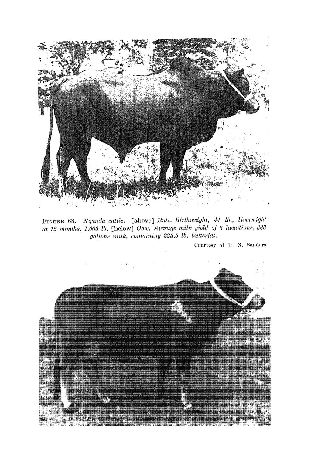 FIGURI~ 68. N(Irmda cattle. [l\bove] Bull. Bh thweiyht, 41 lb., lillcwnight (l.t 7,'! m nnths, 1.000 lll; [below] Oow.