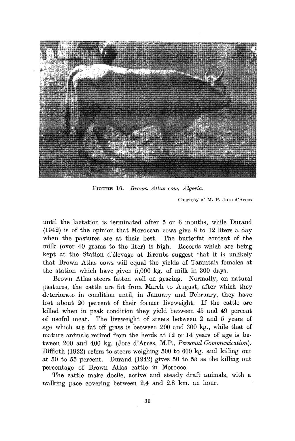 FIGURE 16. Bmum AtlU8 "cow, Alg61 ia. Courwsy of M. P.