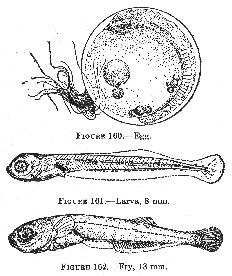 Figure 160 - Egg. Figure 161 - Larva, 8 mm. Figure 162 - Fry, 13 mm. Silverside ( Menidia menidia ) After Kuntz and Radcliffe. The eggs, 1.1 to 1.2 mm.