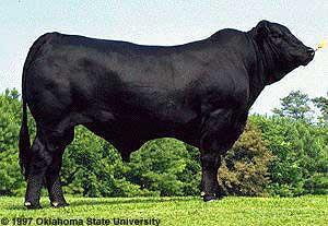 Composite Breeds Brangus Origin: United States 5/8 Angus and 3/8 Brahman Black and naturally polled