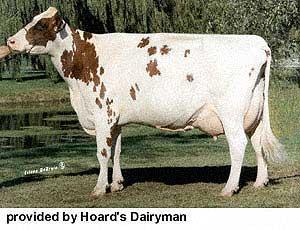 Ayrshire Origin: Scotland Dairy Cattle Breeds Medium sized