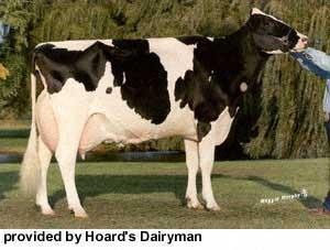 Holstein-Friesian Origin: Netherlands 90% of