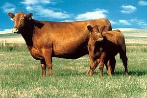 polled Excellent maternal breed High