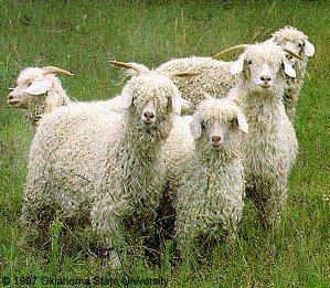 Angora Fiber Goats Origin: Turkey