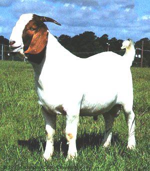 Meat Goats Boar Goat Origin: South Africa Brown head and