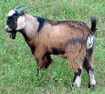 breed Meat goat Color
