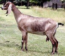 Nubian Dairy Goats Origin: Africa Popular breed of dairy breed High butterfat