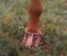 Appaloosa Light Horse