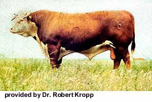 Hereford and Polled Hereford Origin: England,