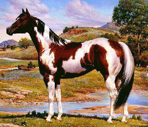 American Paint Horse Origin: