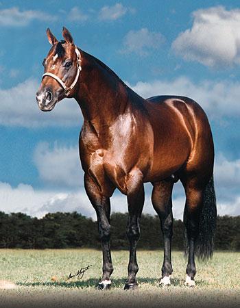 American Quarter Horse Origin: United States : Named for ¼