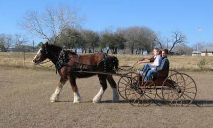 Clydesdale Origin: Scotland Budwiser Hitch Extensive white face