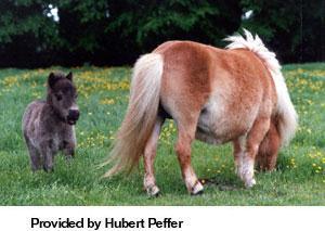 Pony Breeds
