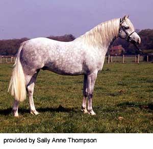 Welsh Pony Origin: Wales