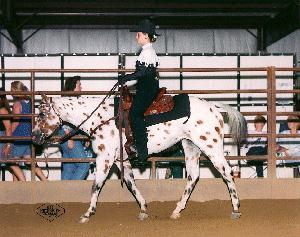 Pony of the Americas (POA) Founded in 1954 in Iowa Breeds contributing are Appaloosa, Shetland,