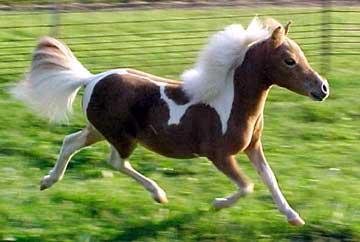 Miniature Horse Origin: Europe Pets Maximum