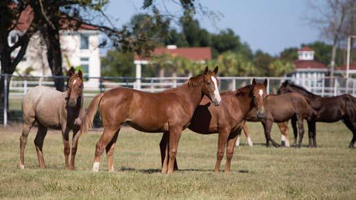 Aaron Ranch is home to the legendary Peptoboonsmal, up-and-coming stallions Blind Sided and A Shiner Named Sioux, and a host of blue roan offspring that trace back to Blue Valentine.