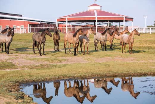 the 20 broodmares the ranch owned when McLaughlin started to the more than 60 recipient mares added since, the program has grown astronomically. Lori isn t breeding to flood the market, though.