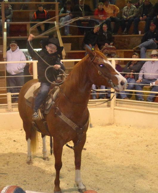 "Silver" has every thing going for him - from top a notch pedigree, conformation, a working ranch horse, a Team roping ( both head and heal ) and