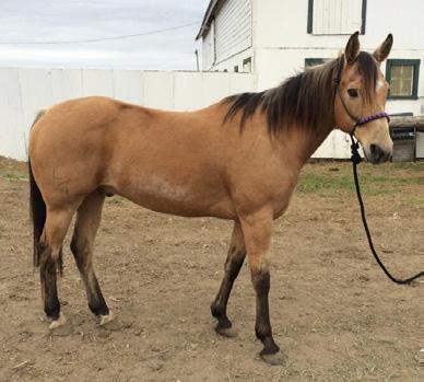 LOT 4 COW CUTTING KATE 5639224 MARE COLOR: Sorrel FOALED: 2014 BREED: QH Owner: J.