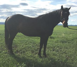 MISS POPPIN LOT 2 DUKE 3930261 GELDING COLOR: Buckskin FOALED: 2000 BREED: QH OWNER: A. Jones Kate is out of an OWN daughter of High Brow Hickory. She is sired by Rap Cat ($51,000 NCHA).