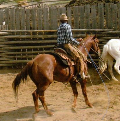 SIE BARK SNEAKY RED BARON MR BARON RED SRB COUNTRY DRIDFTER SNEAKY FEAST DRIFTWOOD SALINA DRIFTWOOD HANK ROYAL GYPSY PINE KC is a 3-year old red roan gelding. He has had 30-days riding.