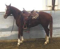 ZEEK` ZEEKS COWGIRL AQHA trail horse. Been a family horse. Used to kids, dogs, cattle, equipment. Very responsive, nice quiet horse. Can carry a flag - would be a GREAT parade horse!