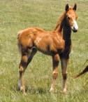 This is the first colt crop of Colonel Frenchman. Don t let this one pass you by.