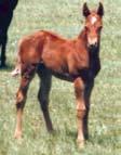 With this being the last of s colt crops you won t want to pass this one up.