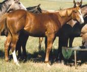 The Dam produced our home raised stallion Frenchmans Hickory a finished rope horse. His sire, is a finished cutting horse. You really can t put any more cow in a horse.